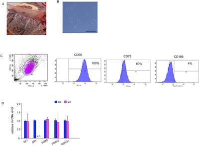 Steroidogenic differentiation of human amniotic membrane-derived mesenchymal stem cells into a progesterone-/androgen-producing cell lineage by SF-1 and an estrogen-producing cell lineage by WT1−KTS